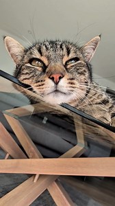 Back on my preferred glass table 😻💟😻 Happy Caturday 🌞 #cat #reels #asmr #sweet #viral | Misti Koh