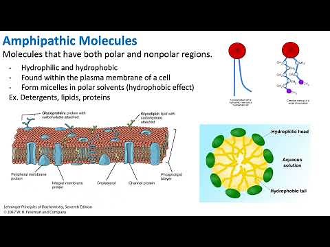 Amphipathic Molecules | Biochemistry