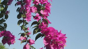 Flowers against a clear blue sky - Free Stock Video