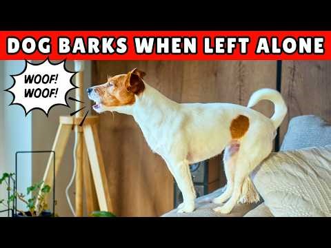 Why Does My Dog Bark or Cry When I Leave?