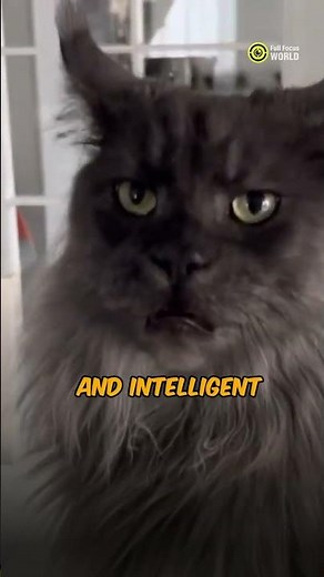 Which Breed is the Biggest CAT?