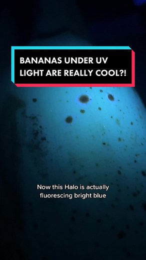 Bananas Under UV Light: The Fascinating Science Behind This Phenomenon