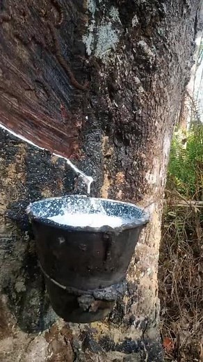 Exploring Tree Trunk Milk-Like Liquid