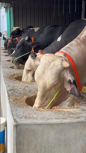 The joy of cows eating together is pure happiness — nature’s peace in motion #cowcomfort #farming