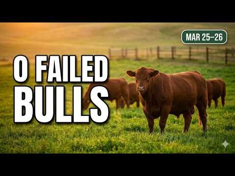 High-Fertility Red Angus Bulls for Sale | March 25–26