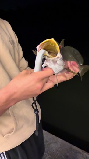 Littlez_fishing on TikTok