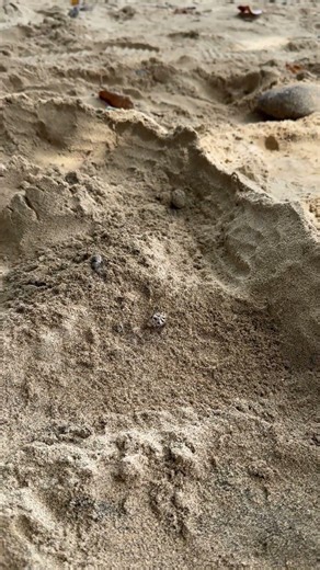 Living life one shell at a time.🐚 #explore #travel #hermit