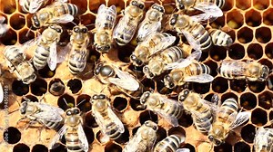 Queen bee lay eggs in the honeycomb. Bees stimulate the young queen bee to lay eggs.