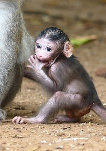 86K views · 5K reactions | Best action of mom Jane is playing with her newborn baby monkey, looking really adorable Jane's baby... | Jane Family | Facebook