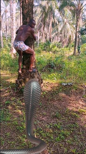 #snake #ihavethisthingwithplants