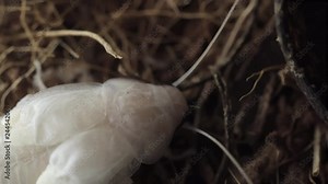 marble cockroach is not yet strong chitin. Color cockroach white. Albino insect