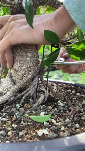 Making a Ficus Bonsai #shorts