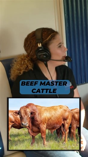 272K views · 4.9K reactions | Cattle ranching in southern Florida with #beefmaster breed. #cattle #ranching #raisincanetours #ussugar #frontpaigeag | Farm4Profit | Facebook