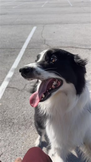 Adorable Softy Border Collie Moments