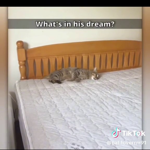 Cat loverrrr on TikTok