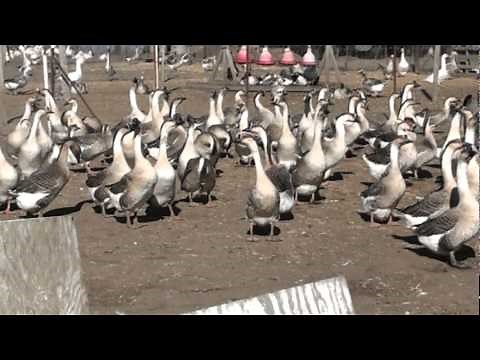 Buy Order Goslings - African Geese - Metzer Farms