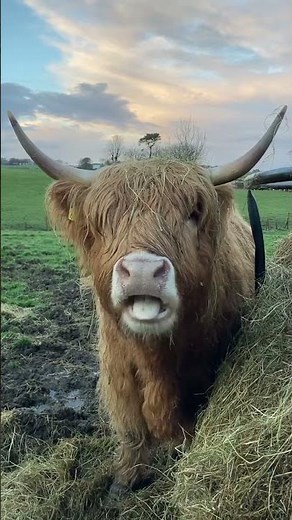 Beautiful GIANTS: Amazing Facts about COWS for Kids and Toddlers🐄