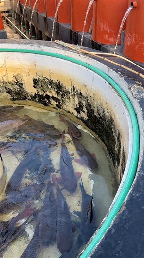 Fish Farming Bangladesh #reels | Extreme Fish World