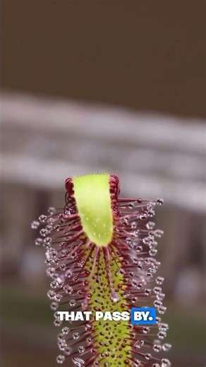 Drosera capensis