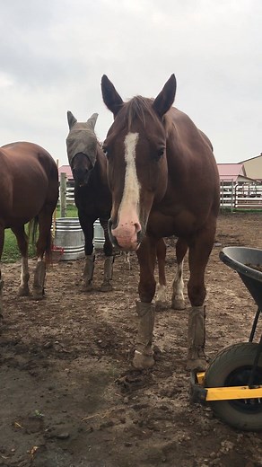Recently, there have been several reports of slobbers in horses. Slobbers, characterized by excessive salivation or drooling, is caused by a compound (slaframine) produced by a fungus (Slafractonia leguminicola) which is found on red clover. The fungus can be identified by looking at the underside of red clover leaves, where it appears as small black dots (as though someone dotted the leaf with a felt tip marker). The fungus grows best in hot, humid conditions and can cause slobbers when eaten f