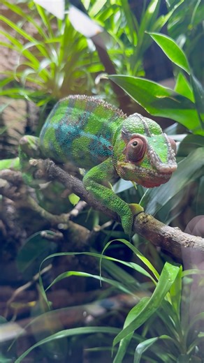 Mission Impossible! 🚨🦎 #köln #cologne #zoo #animal #animalshorts #chameleon #missionimpossible