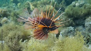 Radial Firefish or Red sea lionfish (Pterois radiata, Pterois cincta) swims above seabed covered with algae. Close-up, Slow motion Stock Video