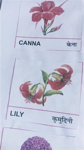 flowers names with chart