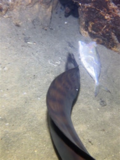 #fishing #diving #eel #crab #lobster #beach #deepsea #catchthesea #nature #sea #asmr #eels