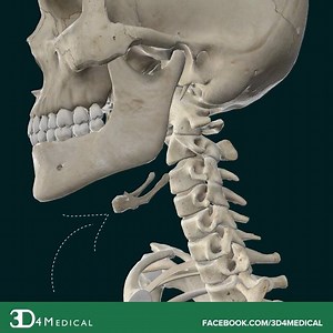 2.2K views · 83 reactions | Have you heard of the hyoid bone? It is attached to your neck muscles, and is involved with swallowing and speaking — but its position makes it unique in the human body! Find out why in our #FactFriday video! | Complete Anatomy | Facebook
