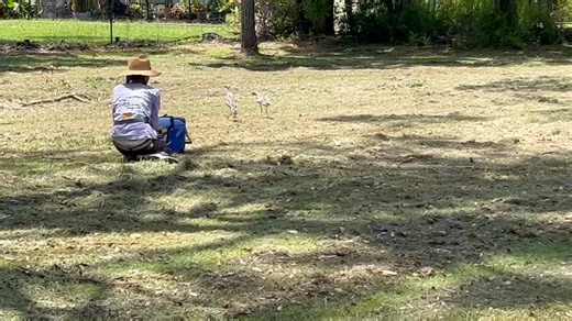 A heartwarming moment 🥹 this little curlew chick being reunited with its parents. Curlews are devoted family birds, with both parents working together to protect and raise their young. Now this little one is back, right where it belongs. | Wildlife Rescue Queensland