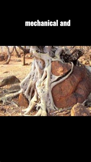 Biological Weathering | Students of Geography