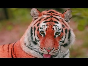 How Do Tigers Mark Their Territory Differently in Different Habitats?