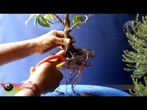 Bonsai Workshop on Ficus Benjamina 2/2, Trunk chop, Pruning, Root ball correction, Repot, Aug.'18