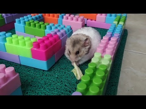 Collection of funny hamster videos 🐹#hamsters #pets #cute #animals #funny #funnyhamster