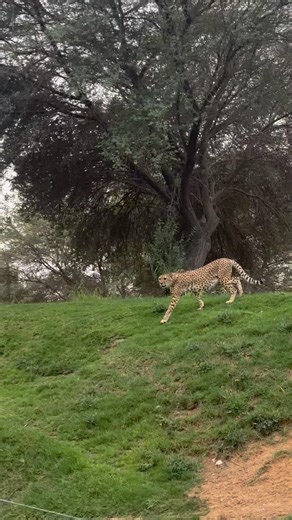 Leopard 🐆 running #leopard