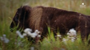 This holiday season, join Margaret Atwood and donate today to protect nature in Canada. | Nature Conservancy of Canada / Conservation de la nature Canada