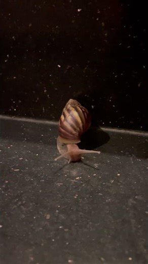 Siput #animals #snail #snails #siput #siputgemes #slow #walking #slowlife #binatanglucu #binatang