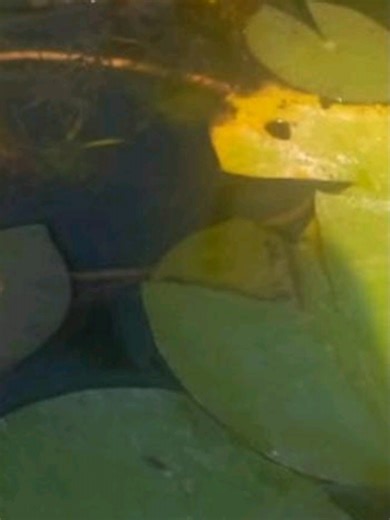 Dominate Roblox with Sword Fighting Strategies