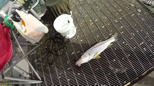 Delicious fish most don't keep - simple catch + cook