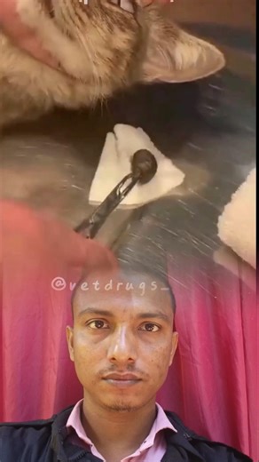 ❤️Careful Botfly Removal | Cat Recovery