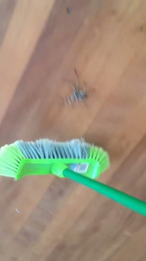 Big Australian huntsman spider attacks