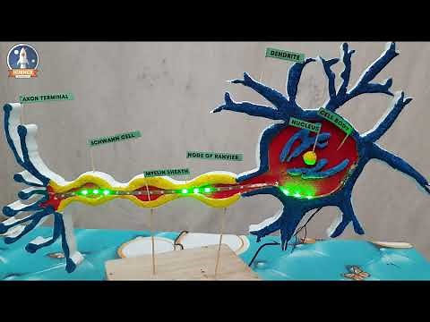 Neuron 3d Model using Thermopol || Neuron project || How to make neuron mode