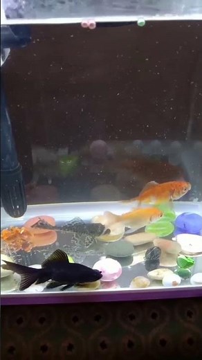 . “Relaxing Aquarium View 🐠✨ So Calming!”Aquarium #FishTank #RelaxingFish #fishtank