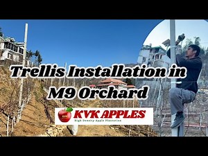 M9 Apple Trellis System Installation : Karan Vatika Kashani (KVK)