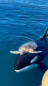 42K views · 618 reactions | Kindness exists — even in the ocean’s top predator. This moment left the entire boat speechless.  #fblifestyle #naturemoments | Zack Orca Films | Facebook