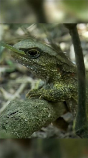 A Creature That Outlives Time || The Tuatara