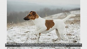 Common Health Problems in Smooth Fox Terriers: What You Need t...