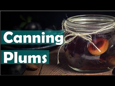 Preserving plums in sugar syrup: Beginner canning recipe for bottled plums