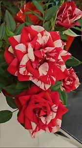 Beautiful indeed #adsonreels #reelsfbusa #viralvideofb #trendingreels #enjoyingsummer | Rose Magannon McBride