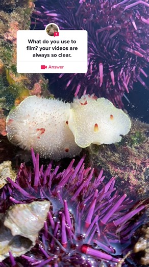 Exploring Tidepooling with the Olympus Tough TG-6 | Macro Photography Tips